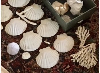 Seashells And Coral Collection (CTF10)