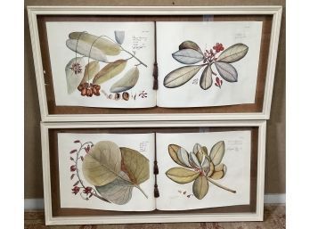 Pair Of Large Modern Botanical Colored Prints (CTF20)