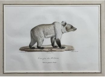 Friedrich Bernhard Werner, Early Lithograph, Bear (CTF10)