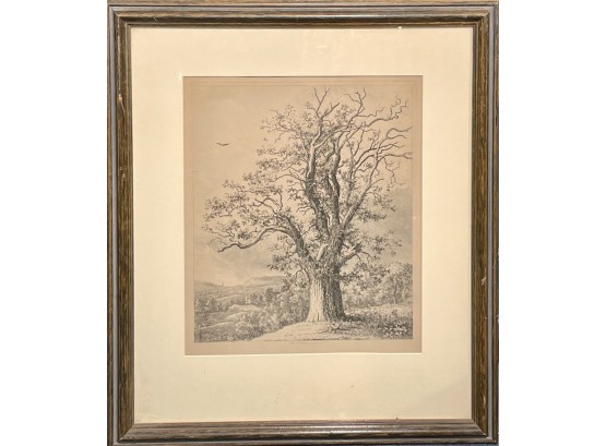 Engraving, The Wallace Oak (CTF10)