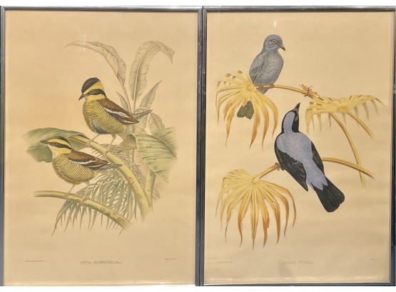 Two Vintage J. Gould Bird Prints (CTF10)