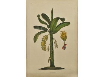 La Roche Laffitte Botanical Watercolor (CTF10)