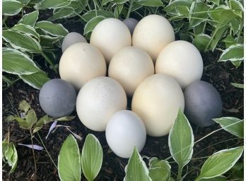Ostrich Egg Collection, 12 Pcs (CTF30)