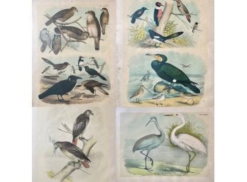 Four Theodore Jasper Ornithological Prints (CTF20)