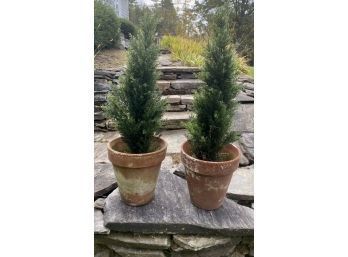 Faux Potted Hemlock Trees (CTF20)