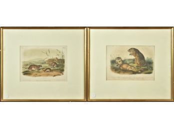 Two Small Folio Framed Audubon Prints (CTF10)