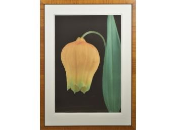 Amy Lamb Large Scale Photograph, Flower (CTF10)