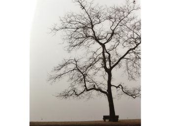 Andrea Bonfils Photograph, Pear Tree Views (CTF20)