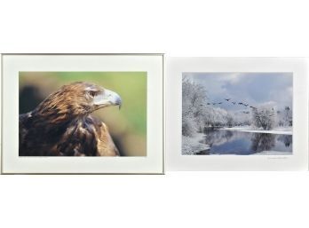 Two Photographs, Golden Eagle And Birds In Flight (CTF10)