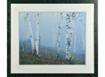 Merlin Lacy Photograph, Birches And Fog (CTF30)