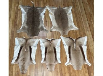 Five African Springbok And Impala Hide Rugs (CTF10)