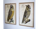 Two Large Decorative Soicher-Marin Prints, Owls (CTF30)