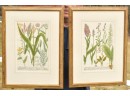 Pr. 18th C. Johannes Weinmann Botanical Engravings (CTF20)