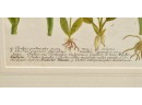 Pr. 18th C. Johannes Weinmann Botanical Engravings (CTF20)