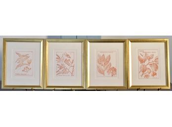 Framed Botanical Prints On Easels  (cTF10)
