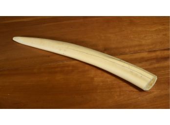 Large Walrus Tusk