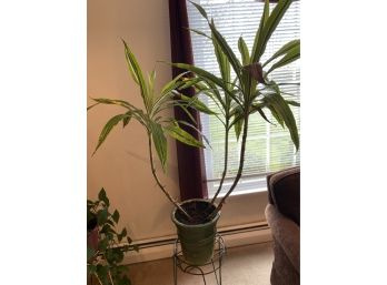 Plants - 2