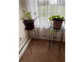 Pair Of Plants On Stands