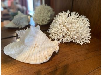 Shell & Coral