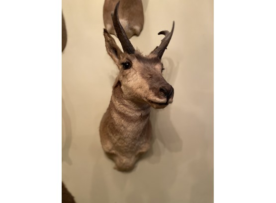 Deer Taxidermy