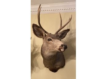 Mule Deer  Taxidermy