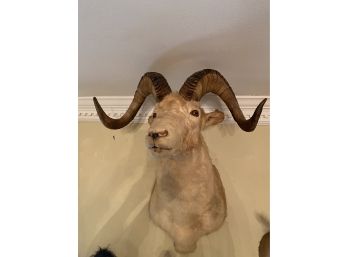 Mountain Sheep Or Ram  Taxidermy