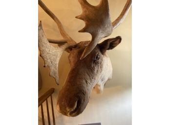 Moose Or Caribou Taxidermy
