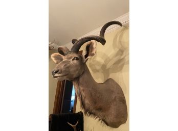 Kudu Taxidermy
