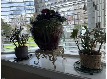 Lot Of 3 Plants