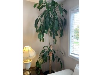 Ceiling High Live Plant / Tree