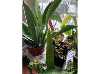 Large Lot Of Live Plants And Plant Shelf