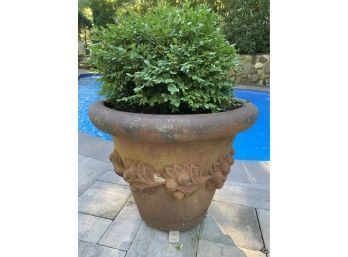 Large Clay Pot And Plant