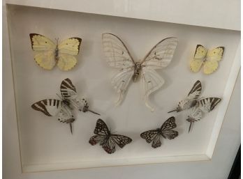 Beautiful Butterflies - Smaller (authentic)