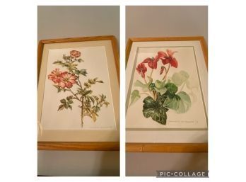 Roses & Cyclamen Watercolor By Jeannetta Van Raalte