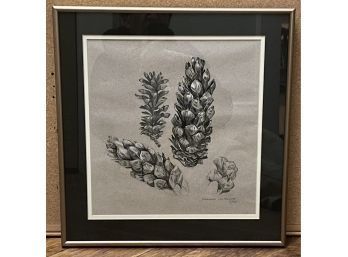 Pine & Spruce Cones 15 H X 15. Watercolor By Jeannetta Van Raalte