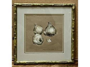 Garlic. 13x13. Watercolor By Jeannetta Van Raalte