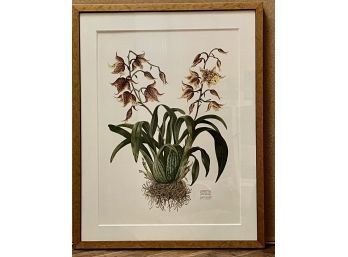 Tiger Orchid. 26x20 Watercolor By Jeannetta Van Raalte