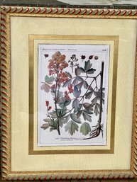 Framed Botanical Thalictrum Ranunculaceae Anemone Print