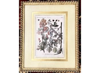 Framed Botanical Floral Book Plate Print