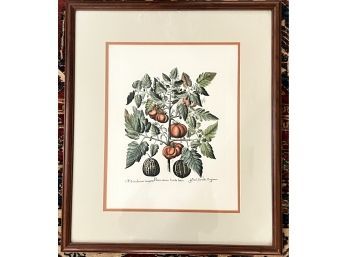 Framed Print By Basil Besler Tomatoes And Melons