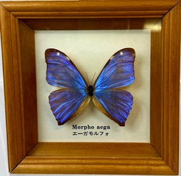 Framed Real Butterfly