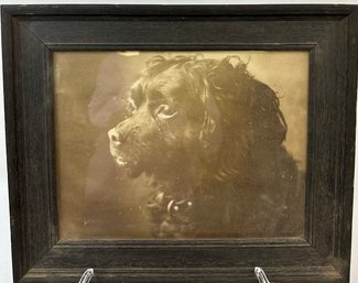 Antique Framed Sepia Print Of Dog