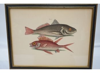 Perca Rubra & C, Signed Fish Engraving