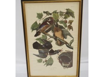 John James Audubon (1785-1851) 'Summer Or Wood Duck' 38'