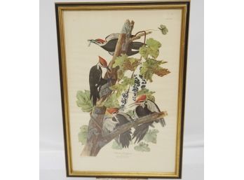 John James Audubon (1785-1851) 'Pileated Woodpecker' 38',