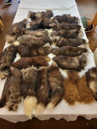 Fur Tails Lot