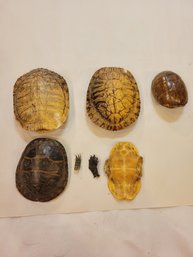 Turtle Shell Assortment For Jewlery Making