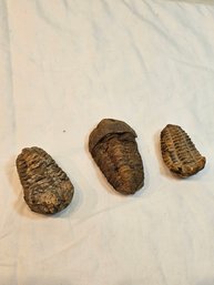 3 Trilobite Fossils