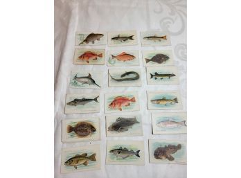 Sweet Caporal Tobacco Cards Fish Lot 1
