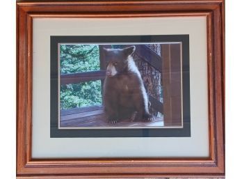 Framed Original Photograh Of A Black Bear In Estes Park, Colorado